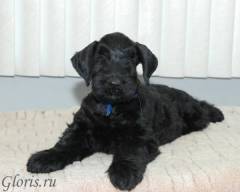 Riesenschnauzer puppy  11.01.2010
