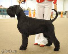 Riesenschnauzer Gloris DDT