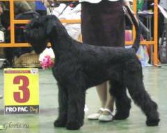 Giant Schnauzer Gloris Magic Shine