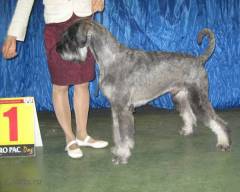 Giant Schnauzer pepper&solt Gloris Diter Daring
