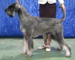Giant Schnauzer pepper&solt Gloris Diter Daring