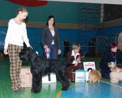 Giant schnauzers Gloris Chezare Borgia