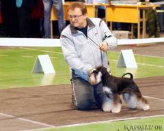 Mini schnauzer Gloris Name Of The Game