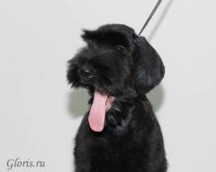 Giant schnauzer puppy
