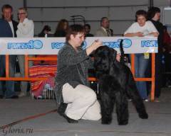 Riesenschnauzer Apollo v.Horren
