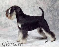 Gloris White & Black 