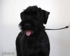Riesenschnauzer puppy 4 months