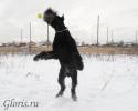 Файл=GLR_0860.jpg
Объём=94KB
Размеры=1000x800
Дата=Фев 01, 2010 GLR_0860.jpg