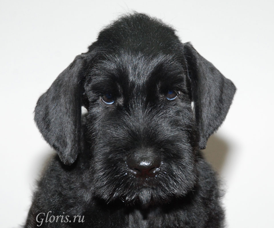riesenschnauzer_3~0.jpg