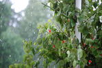 Файл=DSC_0100.JPG
Объём=386KB
Размеры=1792x1200
Дата=Июль 10, 2008 DSC_0100.JPG