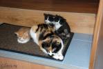 Файл=DSC_0119.jpg
Объём=114KB
Размеры=1195x800
Дата=Март 20, 2009 DSC_0119.jpg
