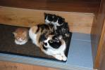 Файл=DSC_0124~0.jpg
Объём=111KB
Размеры=1195x800
Дата=Март 20, 2009 DSC_0124~0.jpg