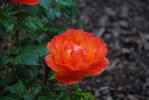 Файл=DSC_0175.JPG
Объём=231KB
Размеры=1792x1200
Дата=Июль 10, 2008 DSC_0175.JPG