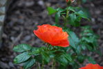 Файл=DSC_0176.JPG
Объём=238KB
Размеры=1792x1200
Дата=Июль 10, 2008 DSC_0176.JPG