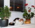 Файл=DSC_0225.jpg
Объём=626KB
Размеры=1000x800
Дата=Янв 14, 2009 DSC_0225.jpg