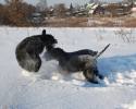 Файл=DSC_0233~0.jpg
Объём=668KB
Размеры=1000x800
Дата=Фев 05, 2009 DSC_0233~0.jpg