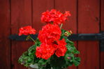 Файл=DSC_0260.JPG
Объём=243KB
Размеры=1792x1200
Дата=Июль 10, 2008 DSC_0260.JPG