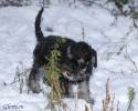 Файл=DSC_0309~1.jpg
Объём=457KB
Размеры=1000x800
Дата=Янв 02, 2009 DSC_0309~1.jpg