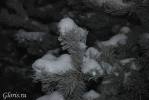 Файл=DSC_0506.jpg
Объём=95KB
Размеры=1195x800
Дата=Янв 21, 2009 DSC_0506.jpg