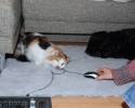 Файл=Dosja-mouse.jpg
Объём=626KB
Размеры=1000x800
Дата=Янв 20, 2009 Dosja-mouse.jpg