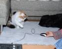 Dosja-mouse1.jpg