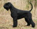 Gloris_Shock_Dog~0.jpg