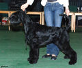 Файл=Gloris_Shock_Dog.jpg
Объём=741KB
Размеры=1080x900
Дата=Апр 14, 2008 Gloris_Shock_Dog.jpg