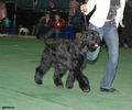 Файл=Gloris_Shock_Dog2.jpg
Объём=550KB
Размеры=1080x900
Дата=Апр 14, 2008 Gloris_Shock_Dog2.jpg