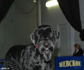 Файл=Gloris_Shock_Dog3.jpg
Объём=541KB
Размеры=1080x900
Дата=Апр 14, 2008 Gloris_Shock_Dog3.jpg