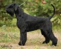 Файл=Gloris_Shock_Dog_1.jpg
Объём=194KB
Размеры=1000x800
Дата=Окт 29, 2008 Gloris_Shock_Dog_1.jpg