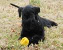 Файл=Gloris_Shock_Dog_2.jpg
Объём=180KB
Размеры=1000x800
Дата=Окт 29, 2008 Gloris_Shock_Dog_2.jpg