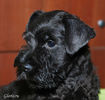 Файл=Minischnauzer_puppy.jpg
Объём=313KB
Размеры=630x600
Дата=Авг 30, 2008 Minischnauzer_puppy.jpg