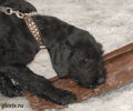 Файл=Puppy-riesenschnauzer.jpg
Объём=161KB
Размеры=569x474
Дата=Март 24, 2008 Puppy-riesenschnauzer.jpg