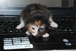 Файл=cat~0.jpg
Объём=174KB
Размеры=1344x900
Дата=Апр 09, 2008 cat~0.jpg
