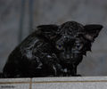 Файл=cat~1.jpg
Объём=420KB
Размеры=960x800
Дата=Май 16, 2008 cat~1.jpg