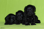 Файл=mini-schnauzer-puppy~0.jpg
Объём=498KB
Размеры=1200x800
Дата=Март 23, 2008 mini-schnauzer-puppy~0.jpg