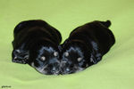 Файл=mini-schnauzer-puppy.jpg
Объём=470KB
Размеры=1200x800
Дата=Март 23, 2008 mini-schnauzer-puppy.jpg