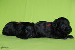 Файл=mini-schnauzer-puppy1~0.jpg
Объём=539KB
Размеры=1200x800
Дата=Март 23, 2008 mini-schnauzer-puppy1~0.jpg