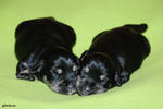 Файл=mini-schnauzer-puppy1.jpg
Объём=505KB
Размеры=1200x800
Дата=Март 23, 2008 mini-schnauzer-puppy1.jpg