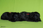 Файл=mini-schnauzer-puppy2~0.jpg
Объём=521KB
Размеры=1200x800
Дата=Март 23, 2008 mini-schnauzer-puppy2~0.jpg