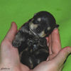 Файл=mini-schnauzer-puppy2.jpg
Объём=229KB
Размеры=600x600
Дата=Март 23, 2008 mini-schnauzer-puppy2.jpg