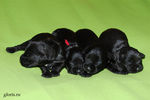 Файл=mini-schnauzer-puppy3~0.jpg
Объём=528KB
Размеры=1200x800
Дата=Март 23, 2008 mini-schnauzer-puppy3~0.jpg