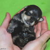 Файл=mini-schnauzer-puppy3.jpg
Объём=251KB
Размеры=600x600
Дата=Март 23, 2008 mini-schnauzer-puppy3.jpg