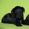 Файл=mini-schnauzer-puppy4~0.jpg
Объём=219KB
Размеры=600x600
Дата=Март 23, 2008 mini-schnauzer-puppy4~0.jpg
