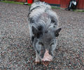 Файл=minipig.jpg
Объём=789KB
Размеры=960x800
Дата=Июнь 30, 2008 minipig.jpg