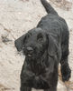 Файл=pup.jpg
Объём=288KB
Размеры=569x700
Дата=Март 11, 2008 pup.jpg