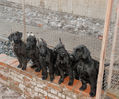 Файл=puppies.jpg
Объём=433KB
Размеры=716x597
Дата=Март 10, 2008 puppies.jpg