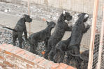 Файл=puppies1.jpg
Объём=505KB
Размеры=896x600
Дата=Март 10, 2008 puppies1.jpg