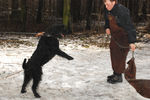 Файл=riesenschnauzer~0.jpg
Объём=755KB
Размеры=1200x800
Дата=Март 24, 2008 riesenschnauzer~0.jpg