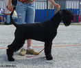 Файл=riesenschnauzer~1.jpg
Объём=159KB
Размеры=600x508
Дата=Июнь 09, 2008 riesenschnauzer~1.jpg